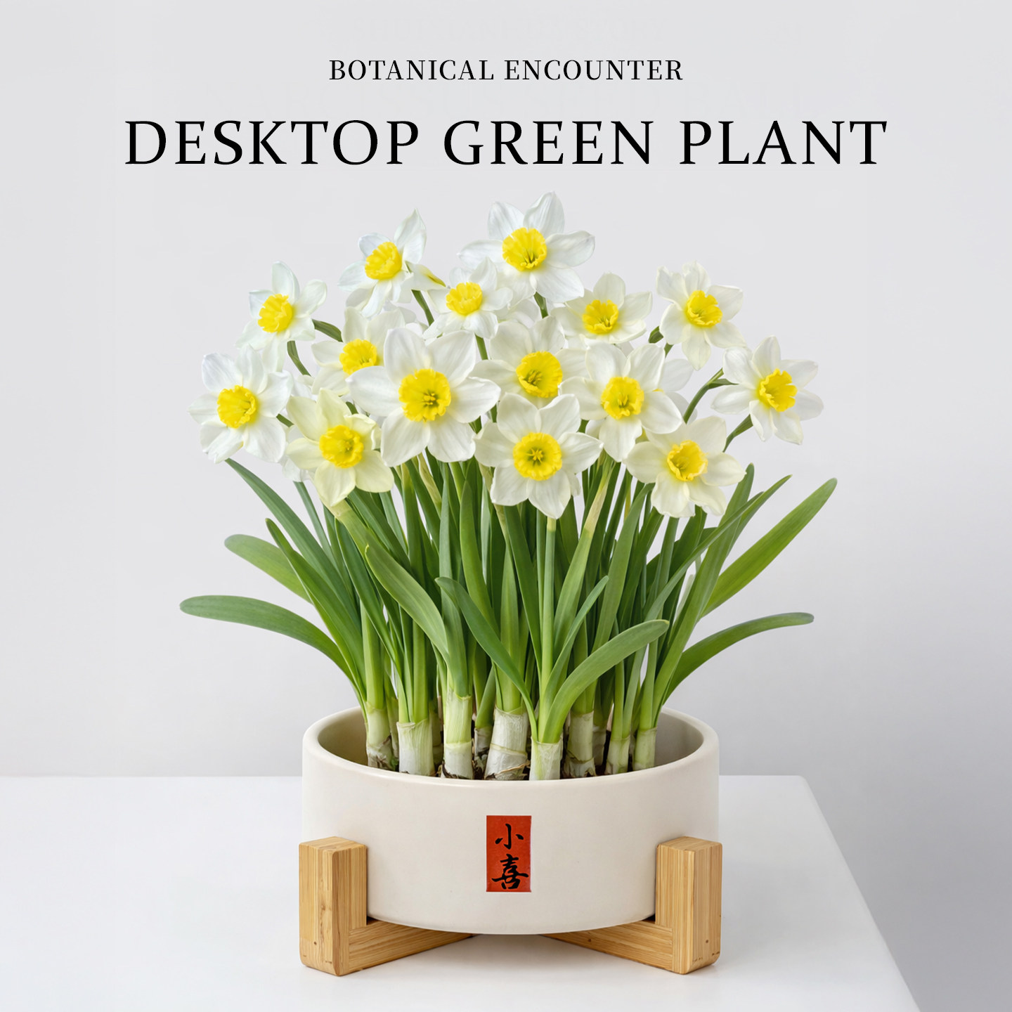 漳州水仙花种球盆栽办公室内桌面工位绿植摆件水培养植物年宵花卉,鲜花速递/花卉仿真/绿植园艺,种球/裸根,淘宝优惠券,粉丝福利购,淘宝优惠卷