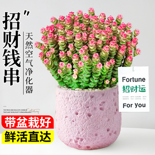 钱串子多肉植物室内盆栽大颗好养办公室桌面绿植花卉盆景招财摆件