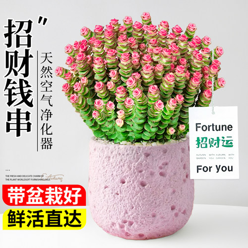 钱串子多肉植物室内盆栽大颗好养办公室桌面绿植花卉盆景招财摆件