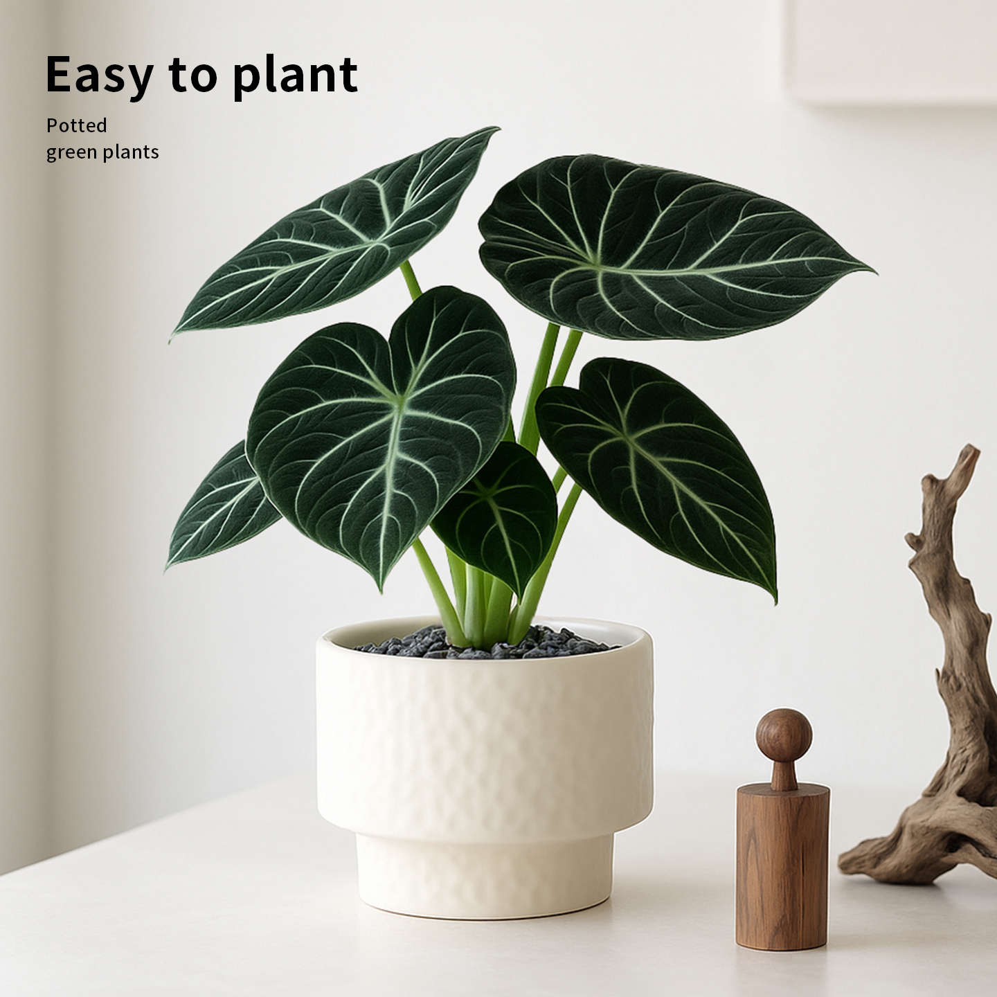 黑天鹅海芋盆栽办公室内植物热植竹芋工位绿植摆件装饰盆景好养活