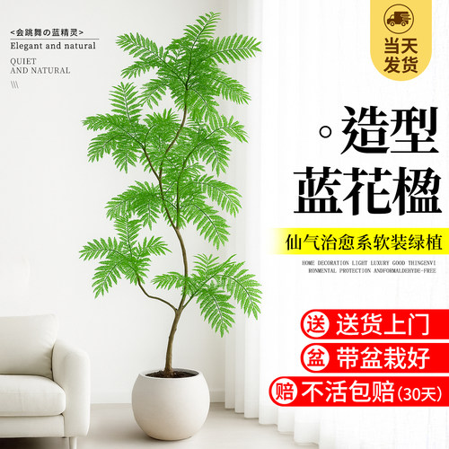蓝花楹大型绿植物玄关客厅室内造型盆栽网红日式风格高端落地真树