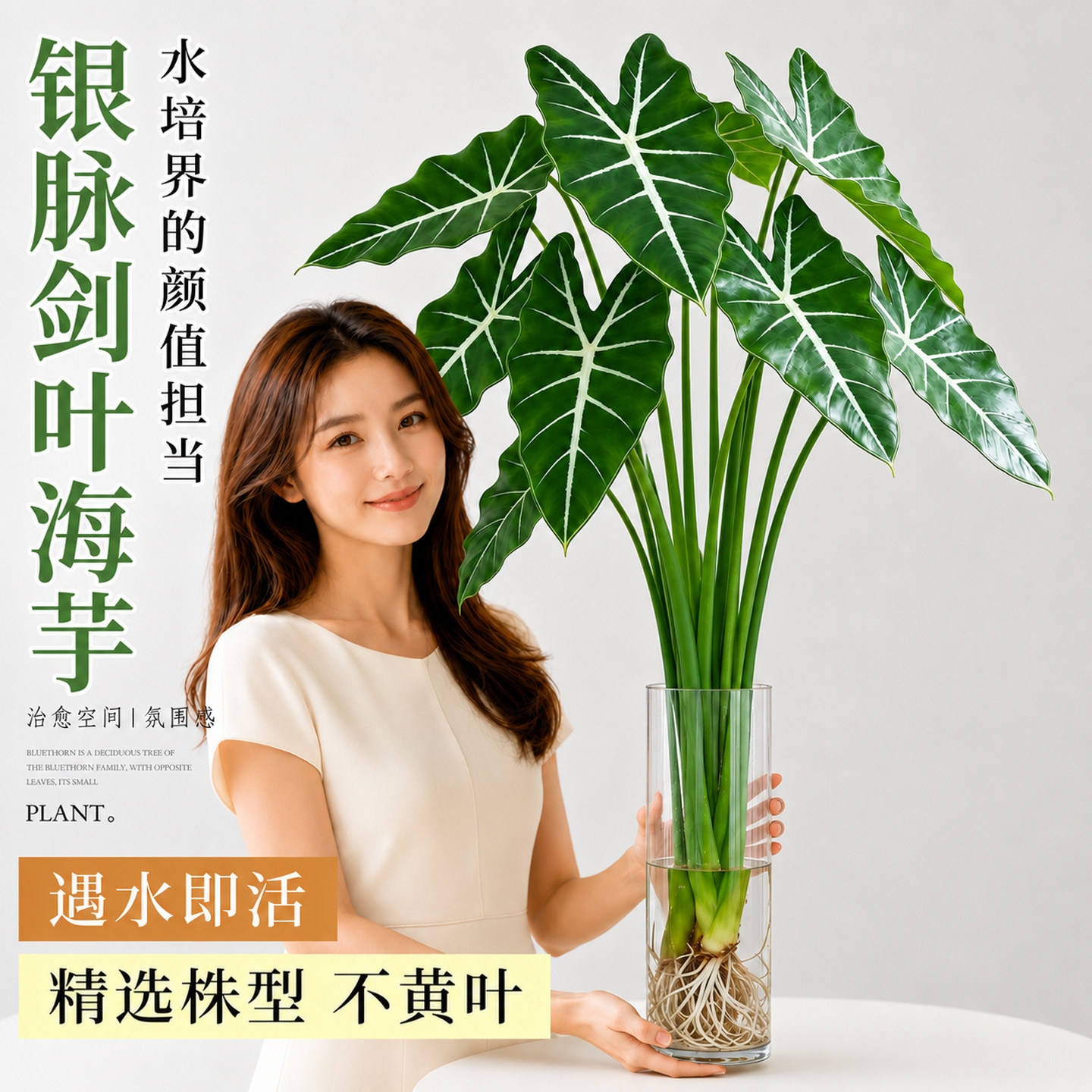 银脉箭叶绿天鹅绒海芋水培植物图片