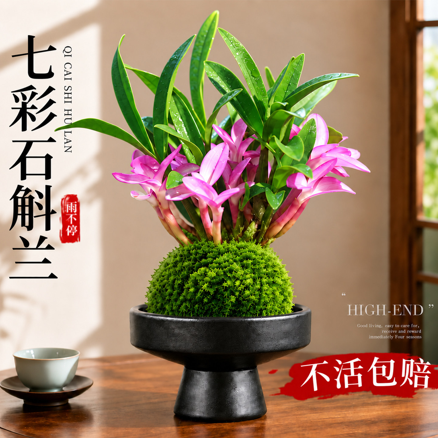 七彩香水石斛兰苔玉苔藓球图片