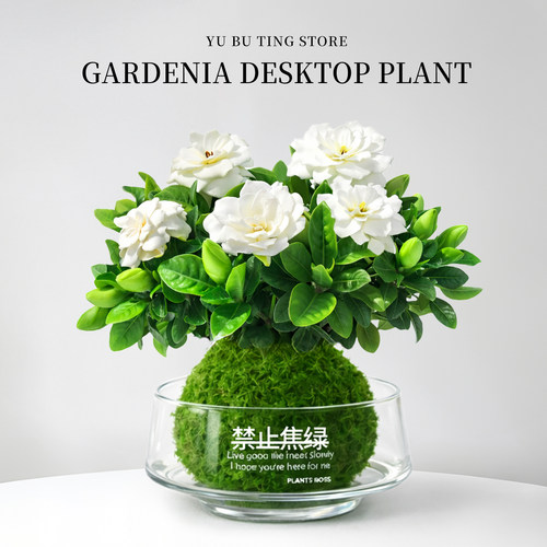水培栀子花盆栽带花苞四季好养树苗开花浓香办公室桌面绿植物花卉