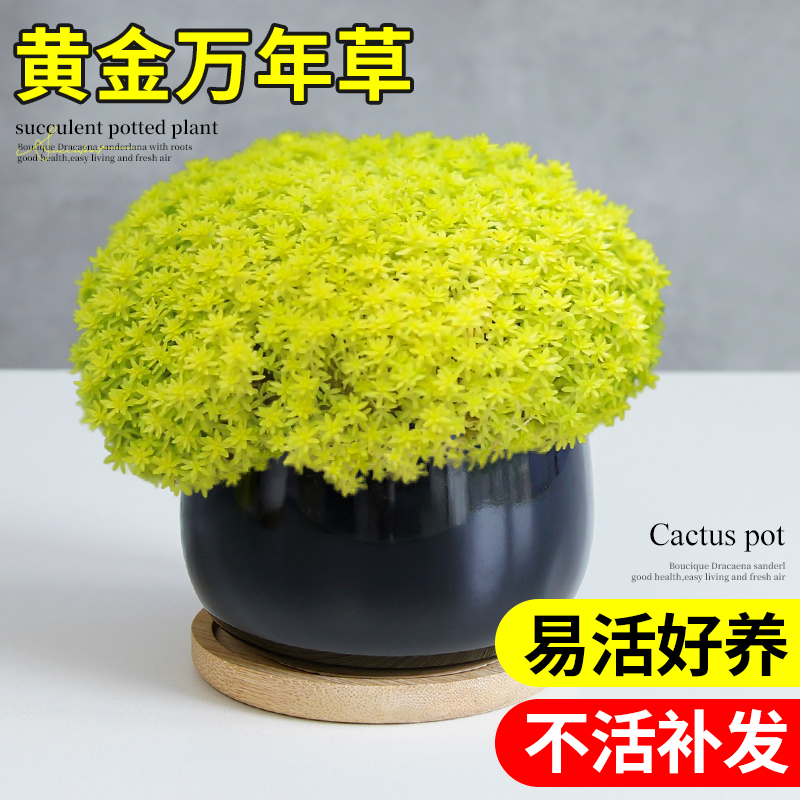 黄金万年草绿植多肉植物组合小盆栽盆景高端稀有品种精品群生多头