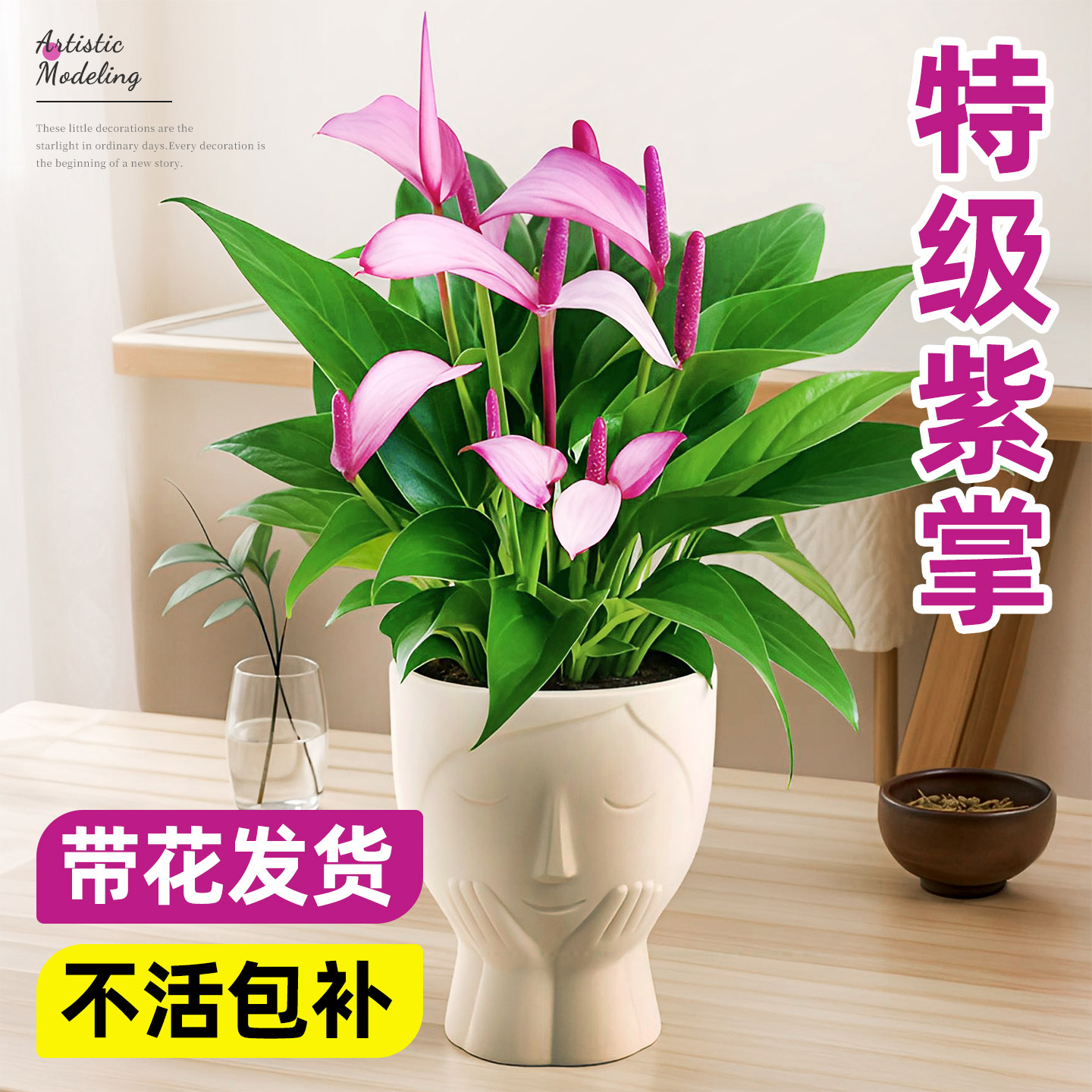 香妃齐祖紫掌盆栽红掌白掌一帆风顺水培植物室内好养四季花卉绿植