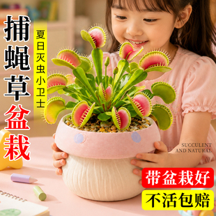 捕蝇草盆栽儿童益智玩具食虫植物猪笼草室内桌面好养易活驱蚊摆件