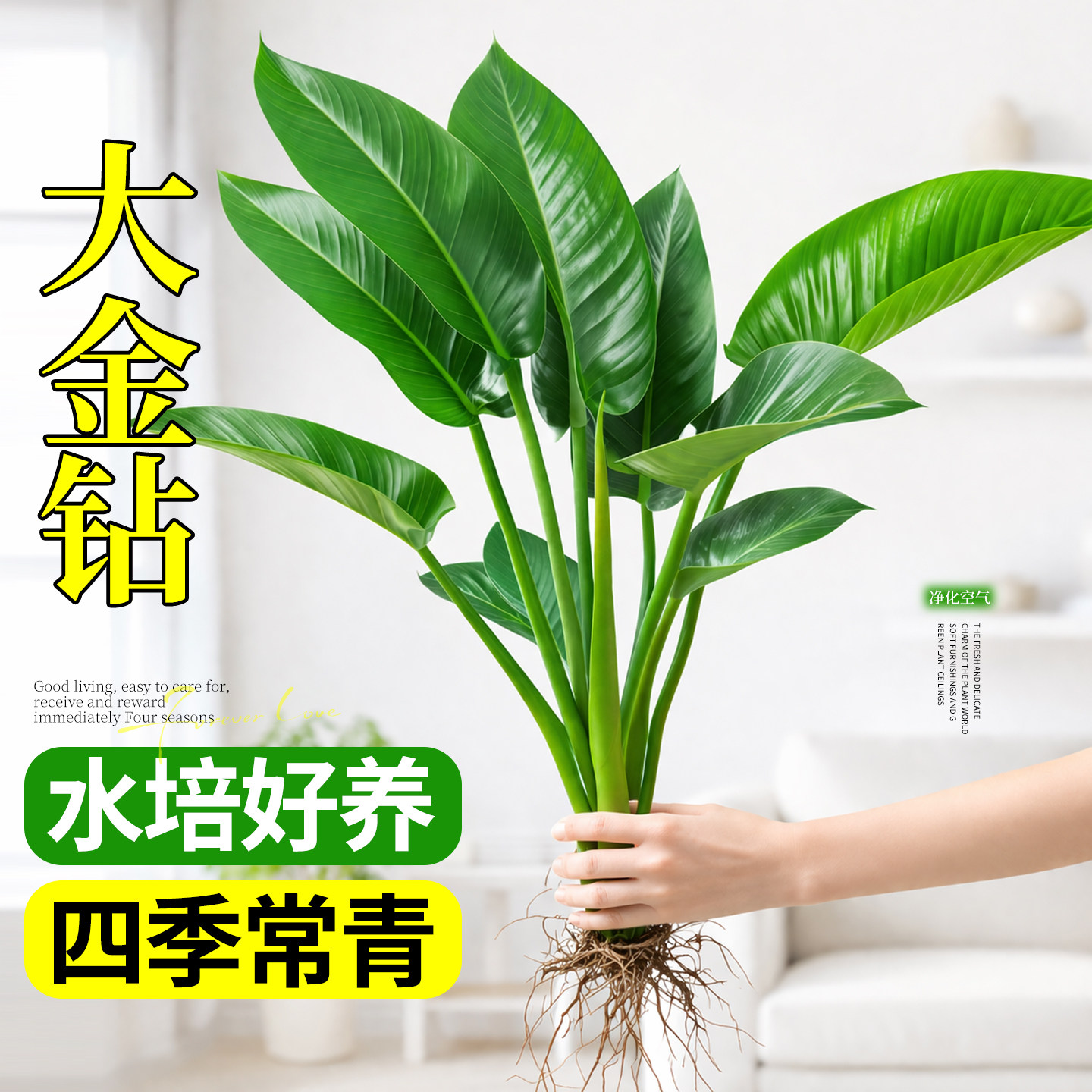 大金钻盆栽水培植物绿公主办公室内桌面水养绿植四季常青净化空气