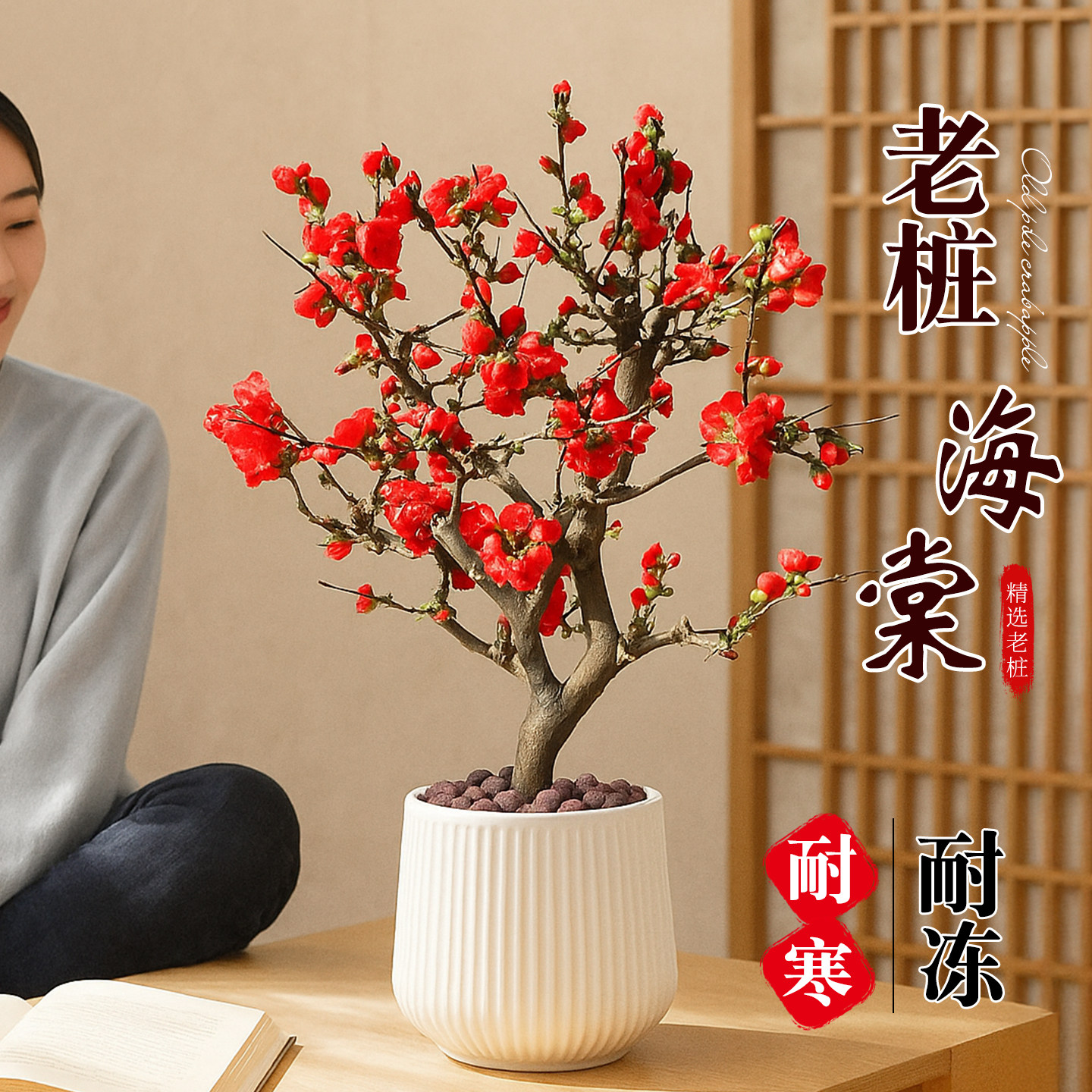 海棠花盆栽老桩树苗四季庭院地栽开花植物耐寒耐冻花卉好养年宵花