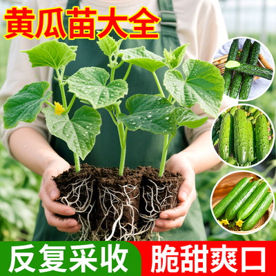 黄瓜秧苗老品种水果玉女黄瓜苗