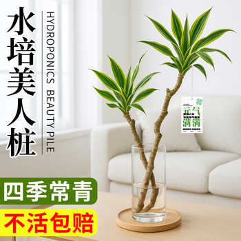 美人桩巴西铁水培水养室内绿植盆栽四季常青好养易活客厅高端植物