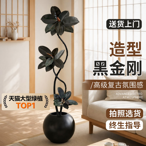 黑金刚橡皮树客厅绿植