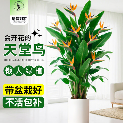 天堂鸟客厅大型绿植室内盆栽办公室落地式鹤望兰除甲醛植物好养活