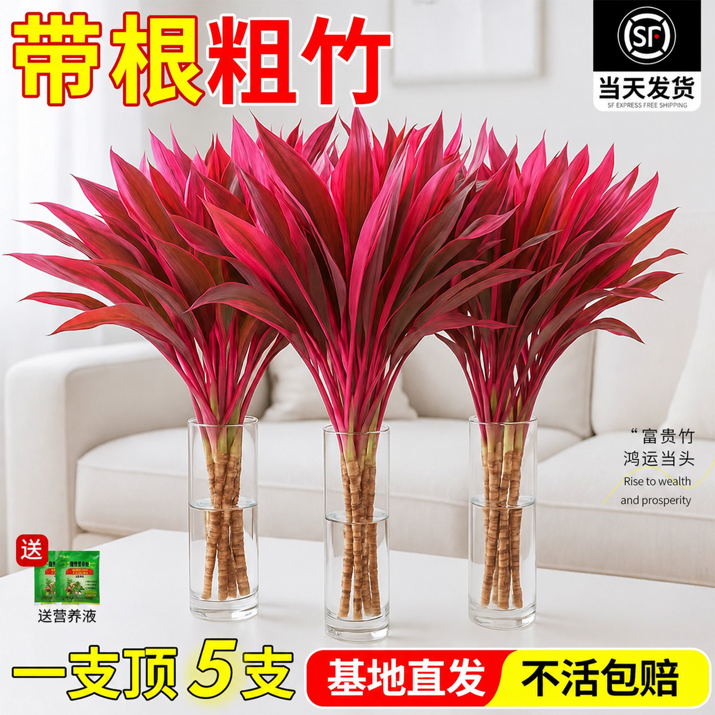 紫竹鸿运当头富贵竹水培绿植物图片