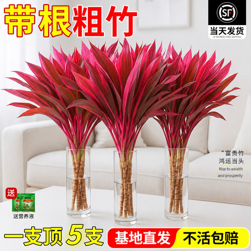 紫竹鸿运当头富贵竹水培绿植物