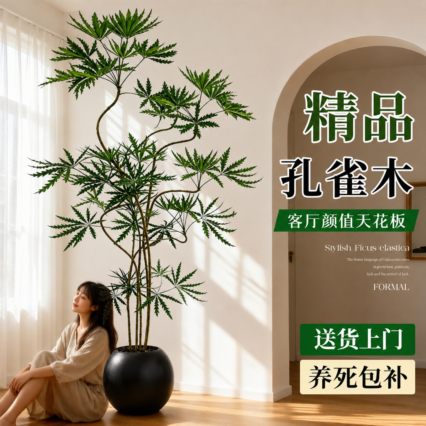 孔雀木绿植客厅室内大型盆栽图片