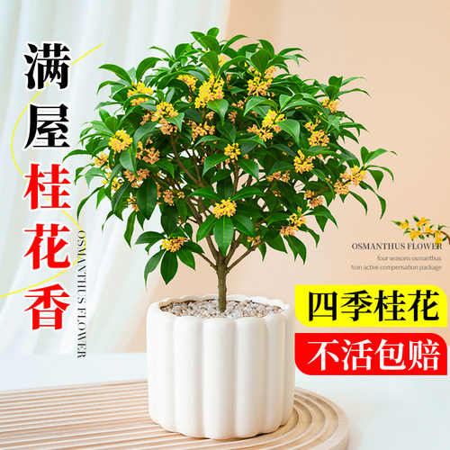 桂花树苗四季桂室内盆栽带花苞月月桂四季开花办公室桌面花卉绿植