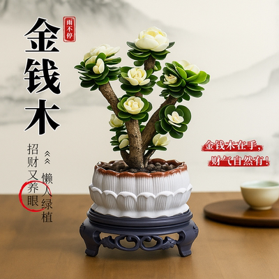 雨不停桌面绿植金钱木多肉好养活