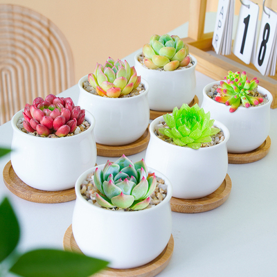 多肉植物室内小盆栽办公室桌面绿植花卉组合带盆稀有品种名贵肉肉