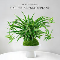 Hydroponic golden-edge spider plant, all-season indoor potted plant, roll-leaf hanging flower, green plant, living room, office, desktop potted plant thumbnail 4