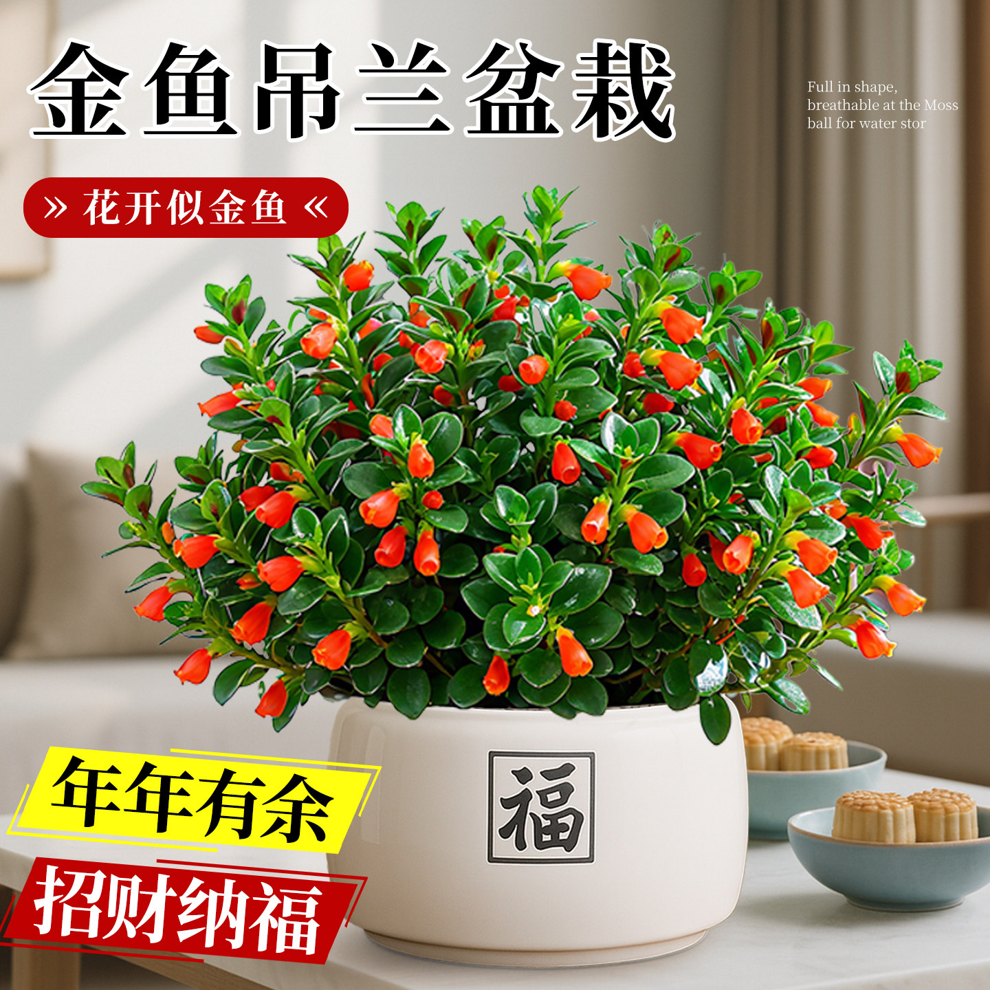 金鱼吊兰盆栽带花苞室内阳台花卉客厅招财旺宅植物桌面绿植好养活,鲜花速递/花卉仿真/绿植园艺,绿植,淘宝优惠券,粉丝福利购,淘宝优惠卷