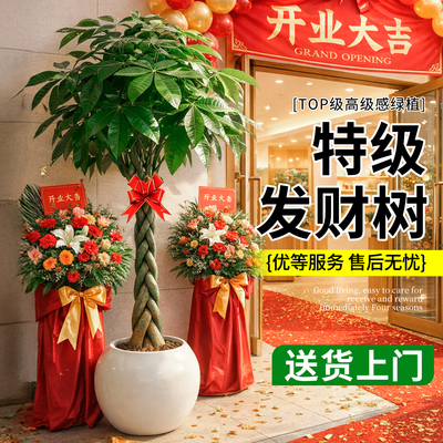 辫子发财树开业大型盆栽