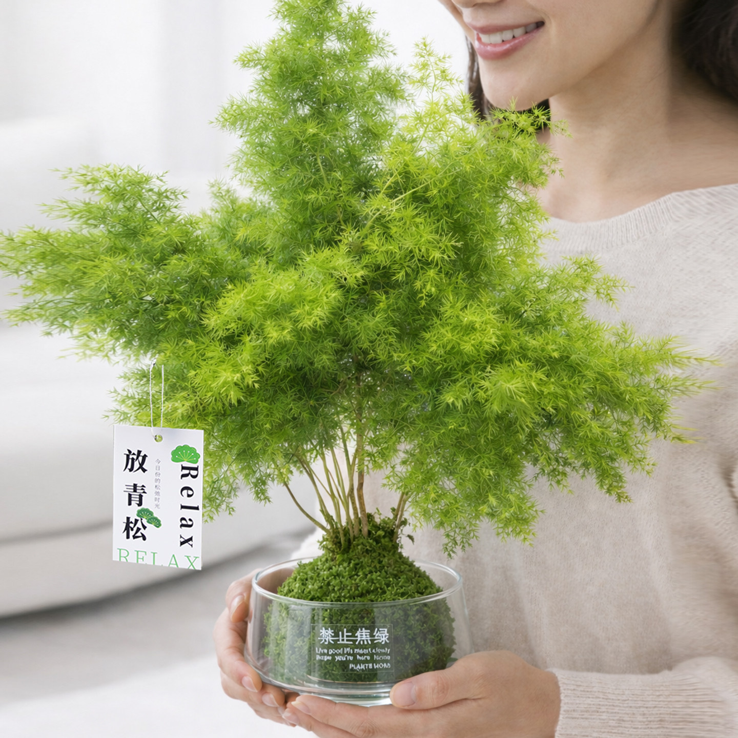 放轻松青松雾凇蓬莱松苔藓球盆栽客厅办公室内水培绿植物净化空气
