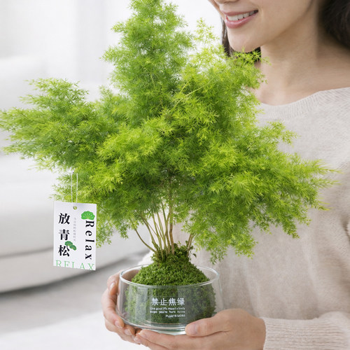 放轻松青松雾凇蓬莱松苔藓球