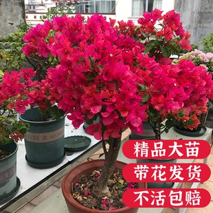 花卉精品梅花树苗爬藤年宵花 三角梅重瓣盆栽带花苞老桩特大号四季