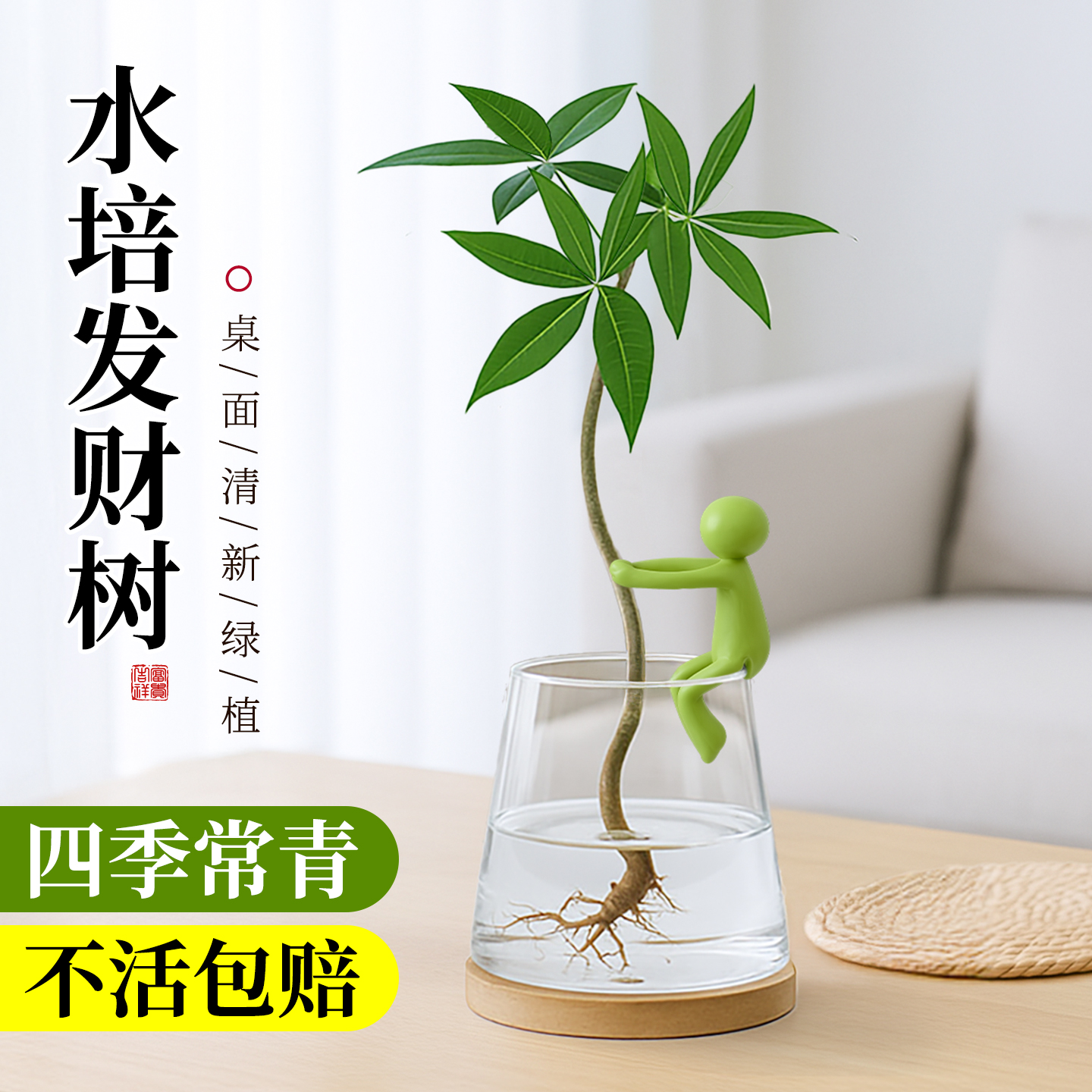 发财树水培植物绿植室内盆栽客厅书房办公室桌面招财盆景懒人好养