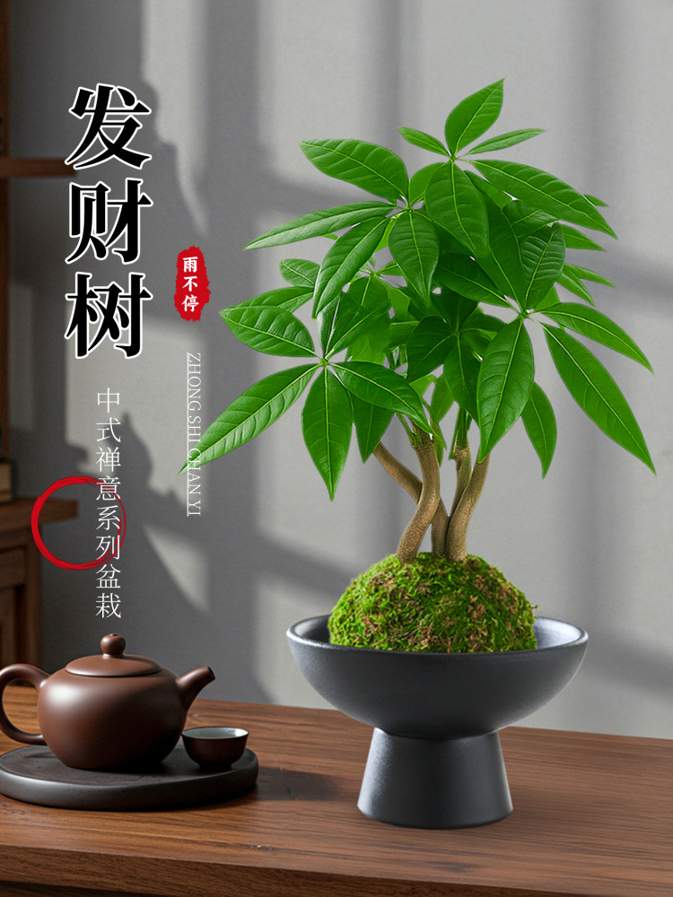 水培发财树小盆栽苔藓球办公室茶室桌面绿植四季常青净化空气招财