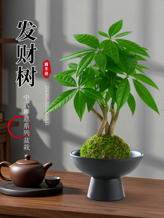 水培发财树小盆栽苔藓球办公室茶室桌面绿植四季常青净化空气招财