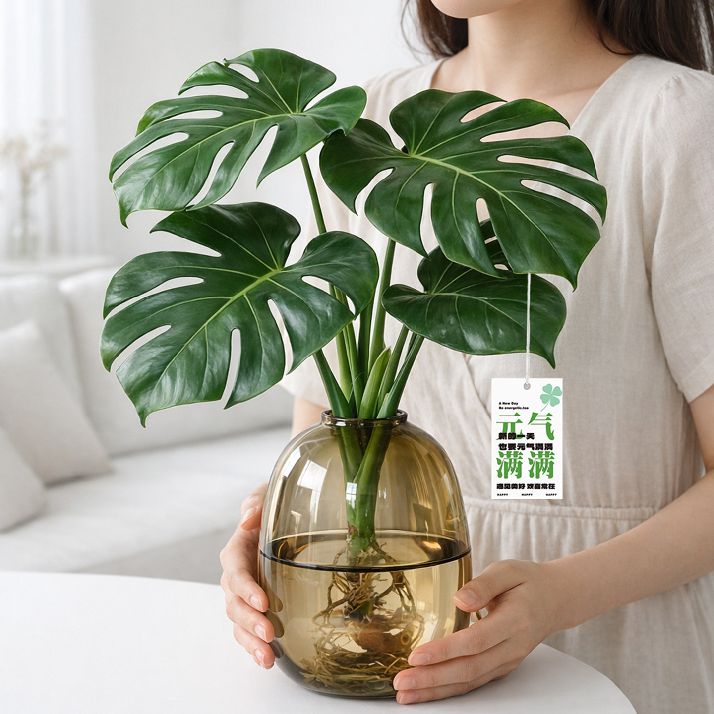 龟背竹水培养植物四季绿植室内盆栽客厅办公室高级感桌面大叶老桩图片