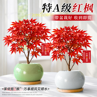 红枫树苗四季红盆栽日本红舞姬室内办公室桌面绿植盆景懒人好养活