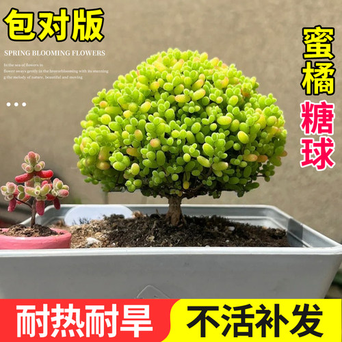 蜜桔糖球小老桩多肉植物枝干番杏绿植高端精品稀有冷门盆栽四季种