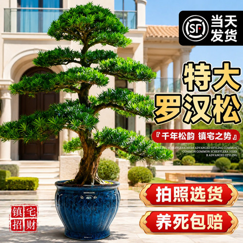 特大罗汉松老桩盆景迎客松树苗庭院造型树旺宅大型绿植室内外盆栽