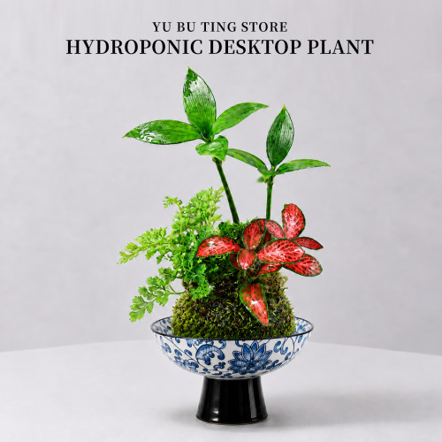 竹柏苔藓球水培植物绿植
