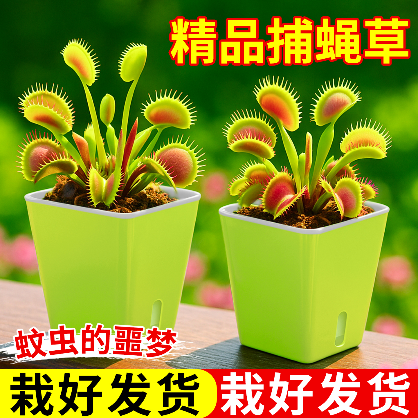 食虫绿植盆栽室内桌面捕虫好养活