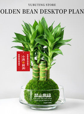 水培植物富贵竹苔藓球盆栽粗杆带根水养节节高室内办公室桌面盆景