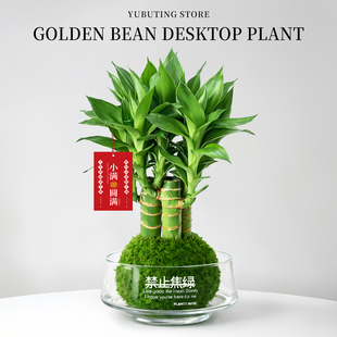 水培植物富贵竹苔藓球盆栽粗杆带根水养节节高室内办公室桌面盆景