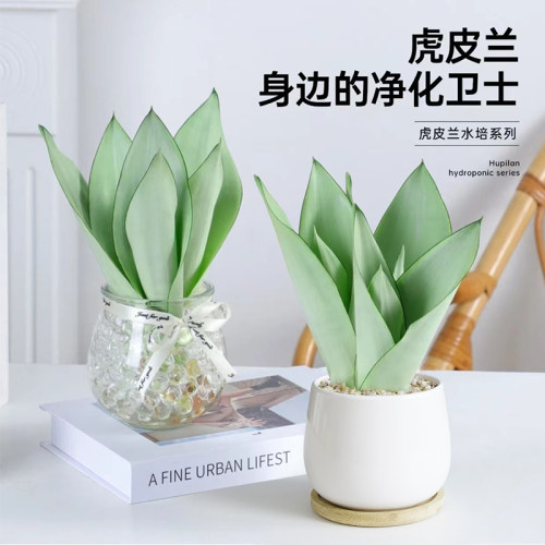 美观水培绿植四季常青客厅办公桌
