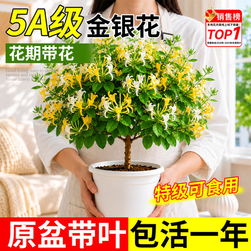 金银花盆栽树苗老桩可食用花卉绿植物办公室内外阳台客厅桌面盆景