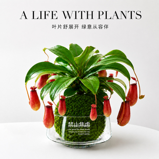 猪笼草食虫植物捕蝇草水培盆栽办公室绿植室内桌面小摆件驱蚊捕虫