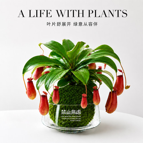 猪笼草食虫植物捕蝇草