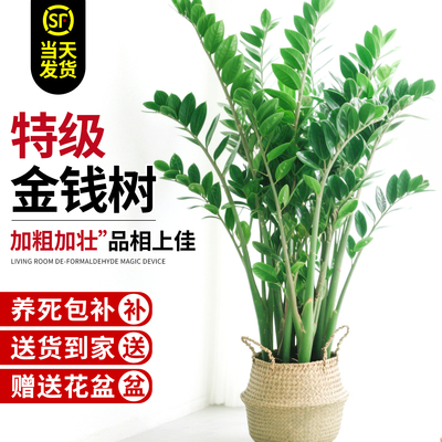 金钱树盆栽室内大型绿植高级感