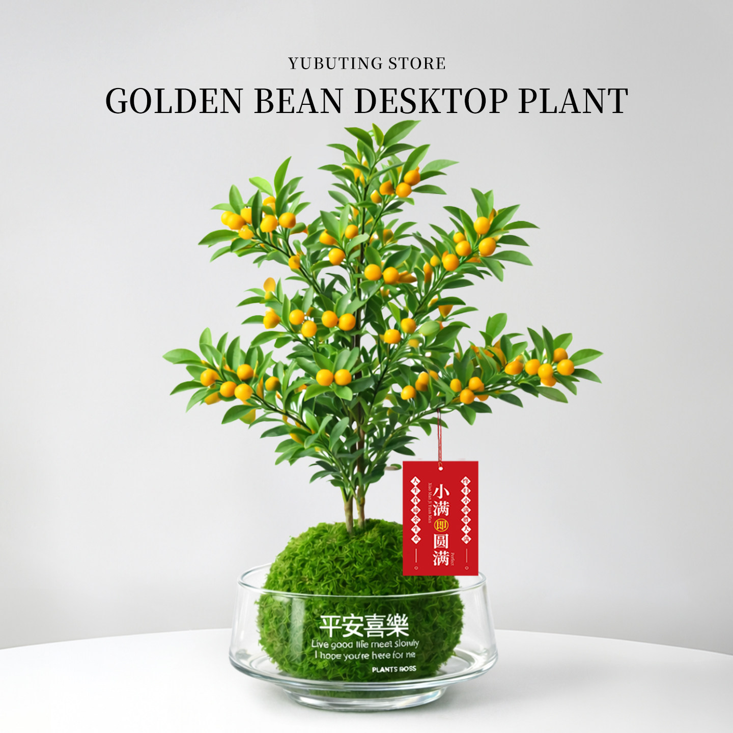 小金豆盆栽带果绿植室内招财年宵花卉耐寒水培植物办公室桌面盆景