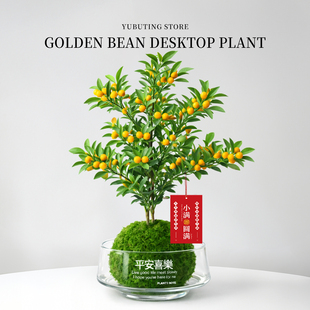 小金豆盆栽带果绿植室内招财年宵花卉耐寒水培植物办公室桌面盆景