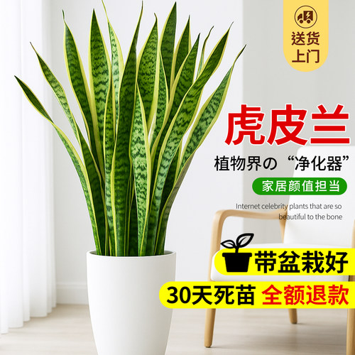 金边虎皮兰绿植大盆栽大型植物