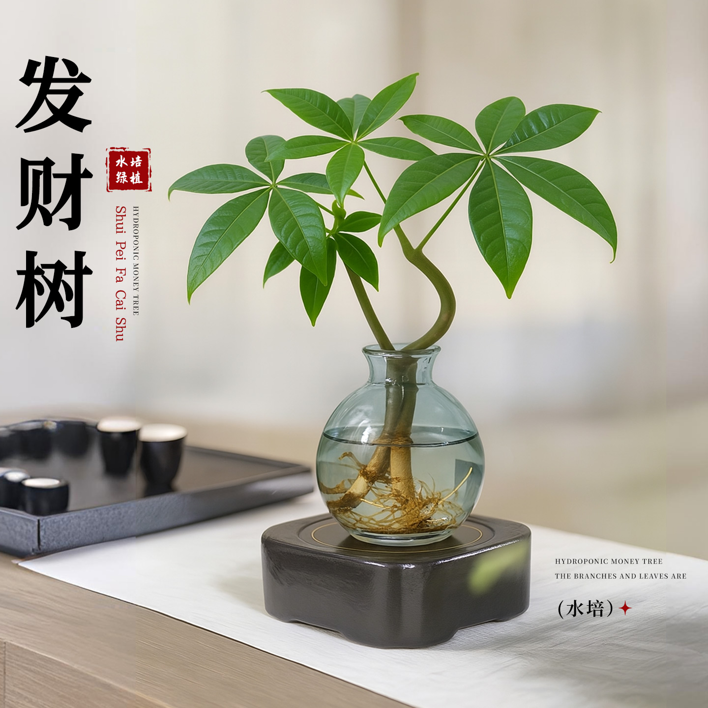 发财树水培绿植物奇趣造型