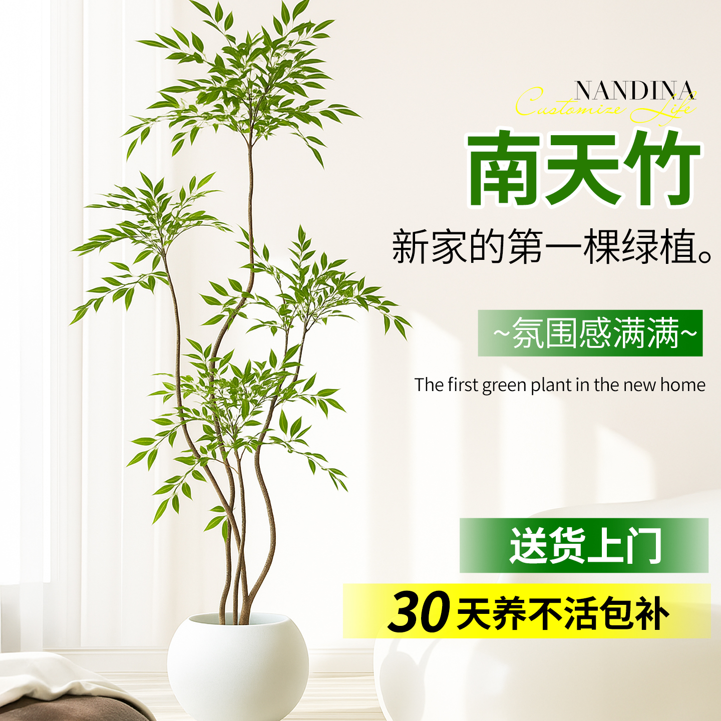 南天竹大型绿植室内植物客厅